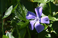 Vinca major Vinca major